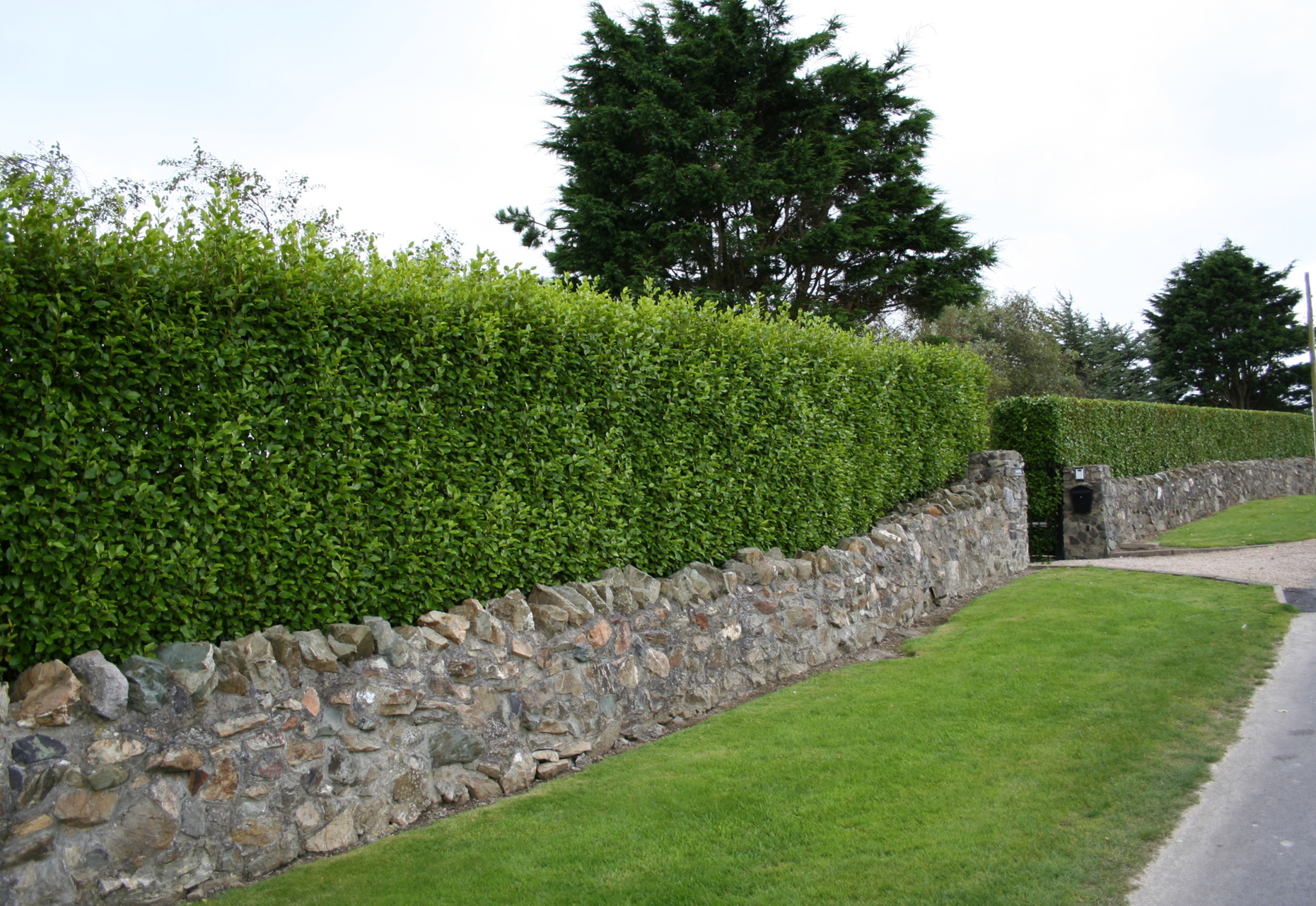Lavin Garden design and landscaping in Dublin